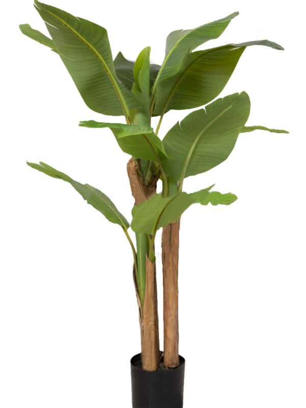 Banana Tree