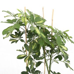 Schefflera Arboricola - Image 4