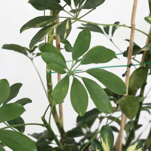 Schefflera Arboricola - Image 3