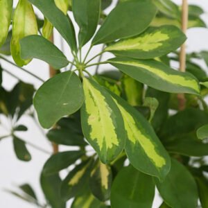 Schefflera Arboricola - Image 2