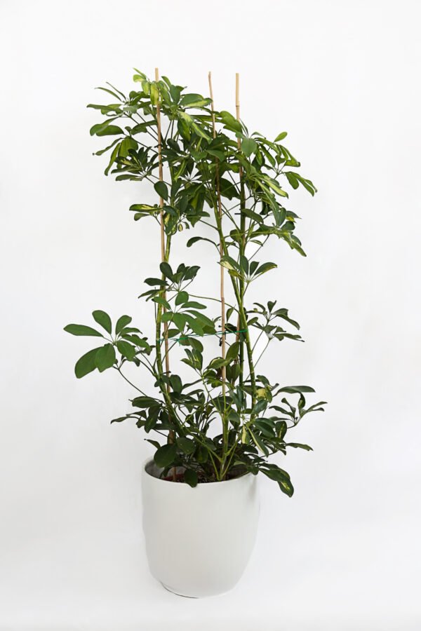 Schefflera Arboricola