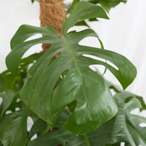 Monstera Deliciosa - Image 2