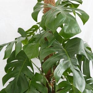 Monstera Deliciosa - Image 3