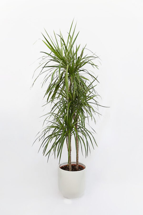 Dracaena Marginata