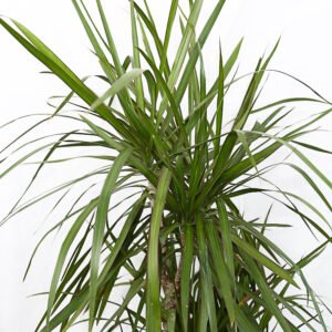 Dracaena Marginata - Image 3