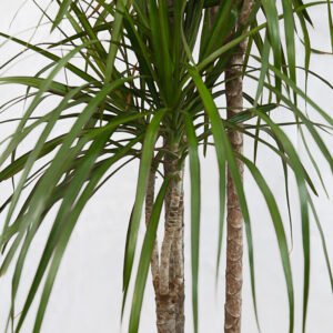 Dracaena Marginata - Image 2