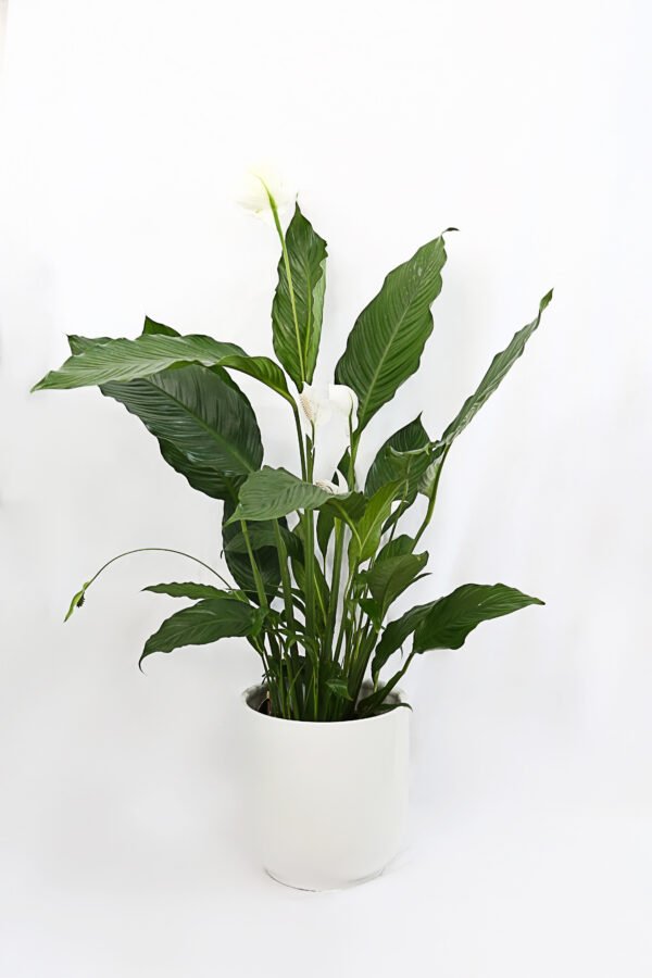 Peace Lily