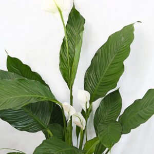 Peace Lily - Image 2