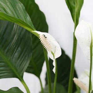 Peace Lily - Image 3