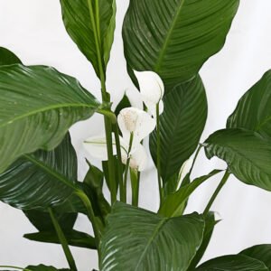 Peace Lily - Image 4