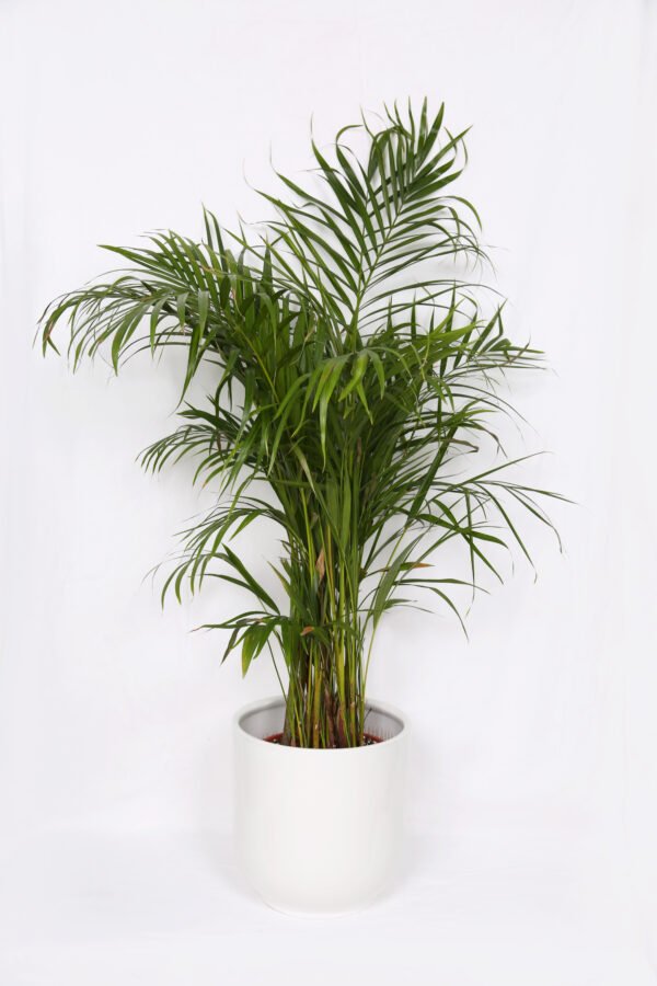 Areca Palm