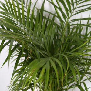 Areca Palm - Image 3