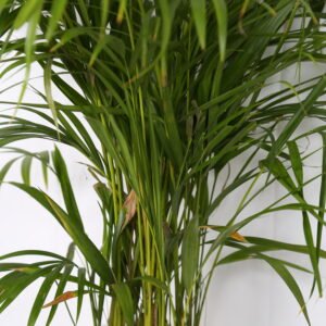 Areca Palm - Image 2