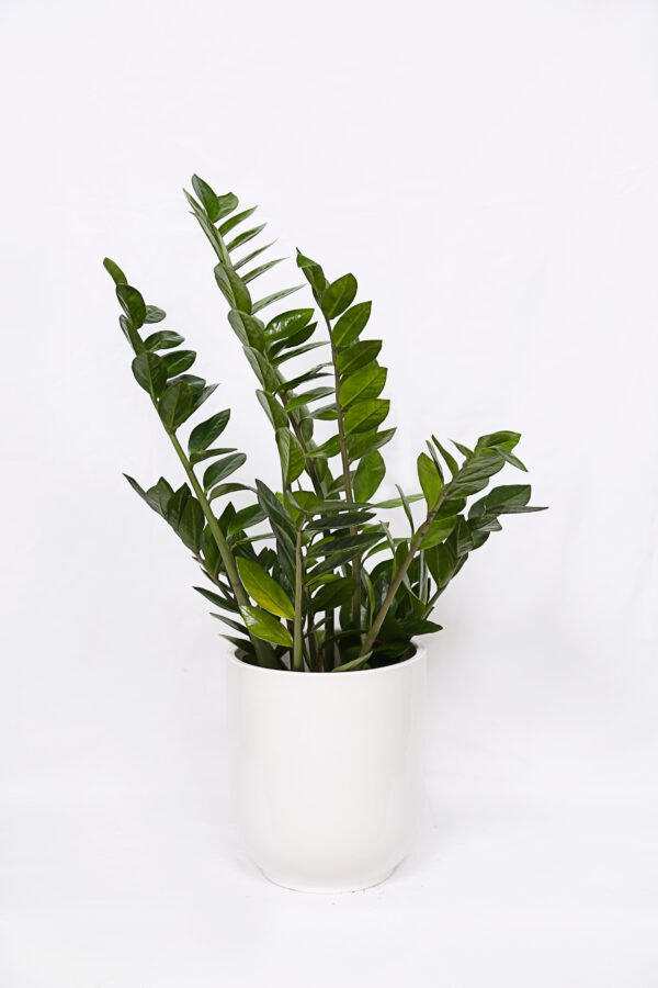 ZZ: Zamioculcas Zamiifolia