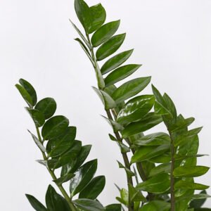 ZZ: Zamioculcas Zamiifolia - Image 2