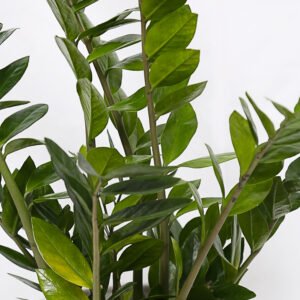 ZZ: Zamioculcas Zamiifolia - Image 3