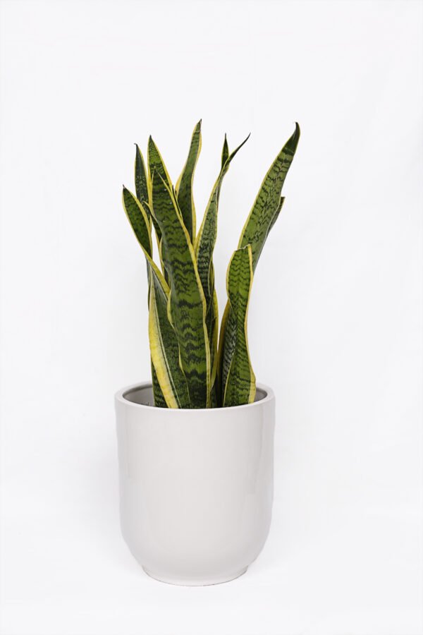 Snake Plant Sansevieria