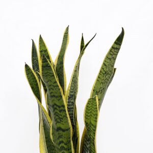 Snake Plant Sansevieria - Image 3