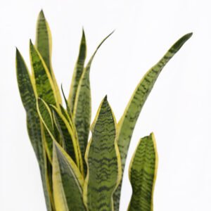 Snake Plant Sansevieria - Image 2