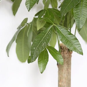 Money Tree - Image 3