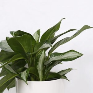 Aglaonema Red and Green - Image 5