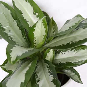 Aglaonema Red and Green - Image 4