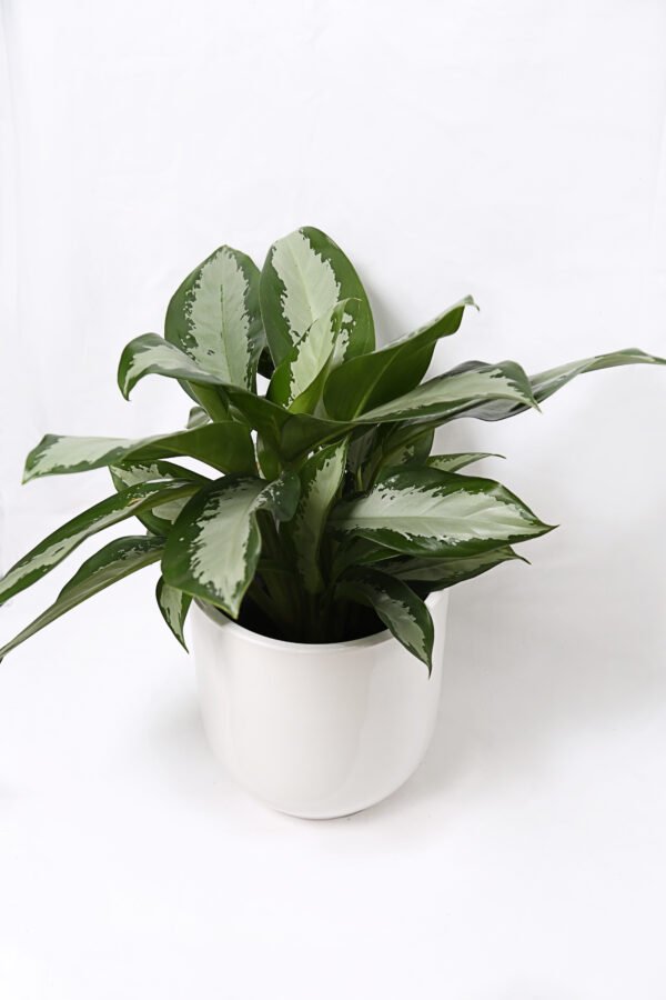 Aglaonema Red and Green