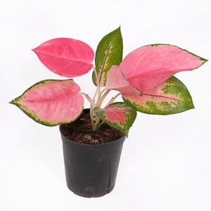 Aglaonema Red and Green - Image 3