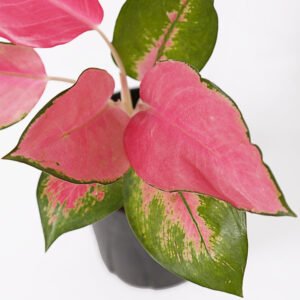 Aglaonema Red and Green - Image 2