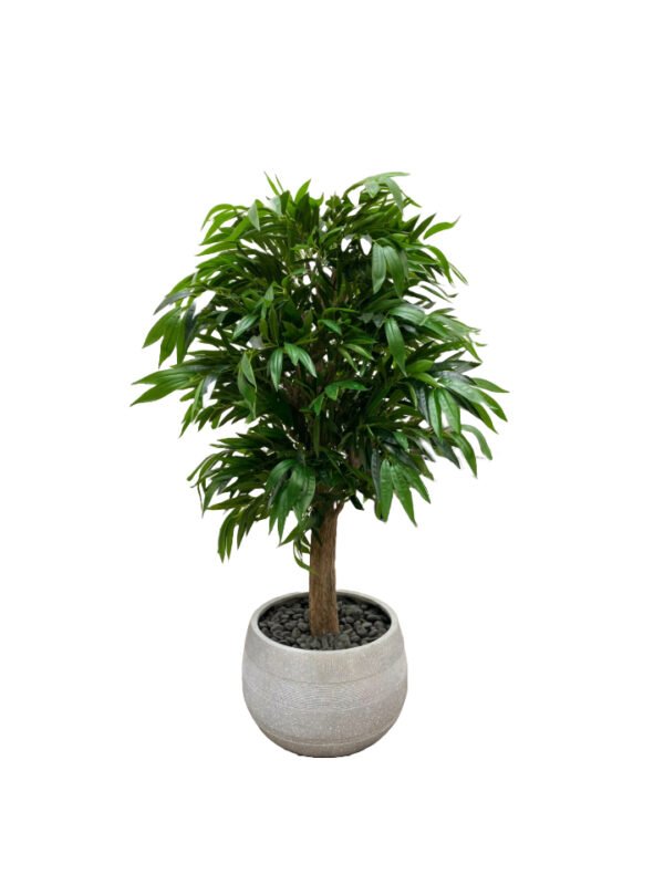 Ficus Tree